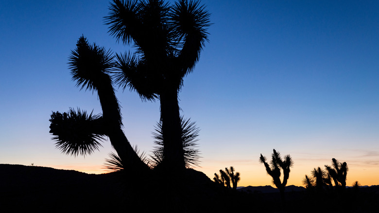 Close up of a Joshua Tree in Bunkerville, Nevada during sunset with hills and more Joshua Trees in the background.