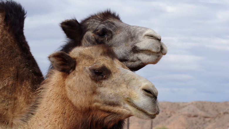 Close up of two camels in Bunkerville, Nevada at Camel Safari during the day.