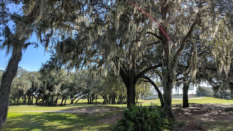 Moss-covered trees in Halpata Tastanaki Preserve.