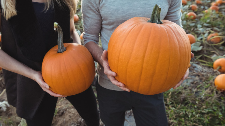 Pumpkins from a pumpkin patch