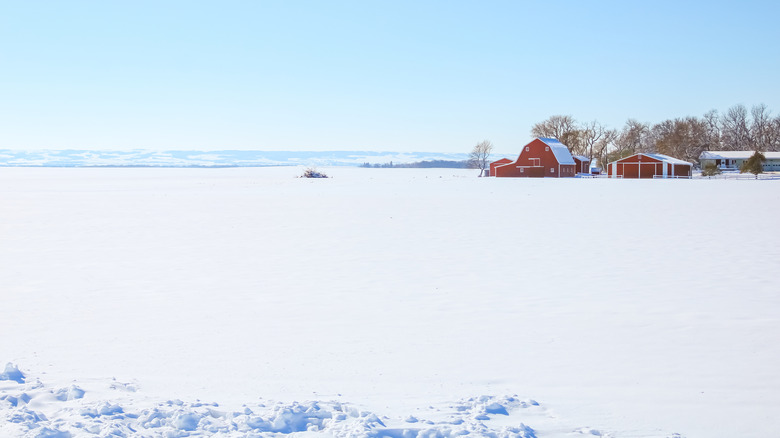 A flat expanse of snow with a red barn and wintery trees on the right in Hankinson, North Dakota