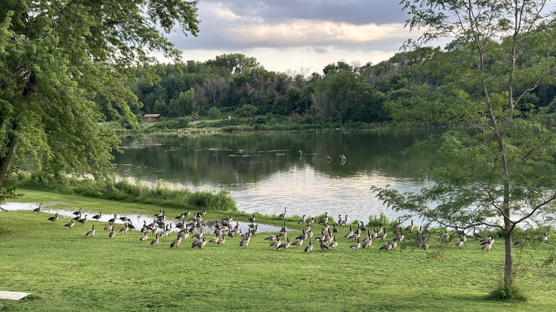 Geese walking around the lake at Prairie Rose State Park