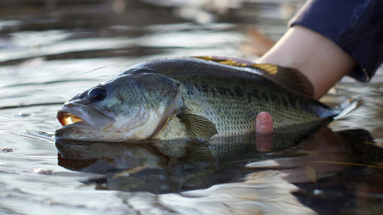A person releasing a largemouth bass into water