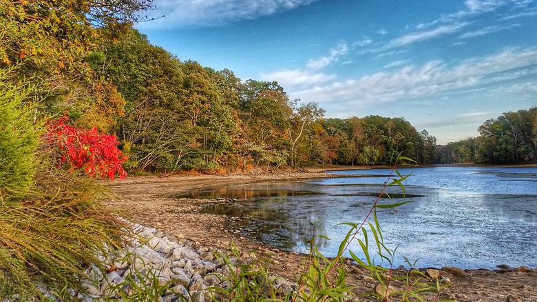 Trees surrounding the shore at Harrison Bay State Park in Tennessee