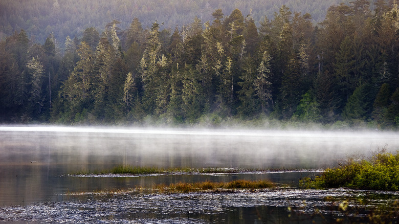 Misty forest on the ocean at Harry A. Merlo State Recreation Area