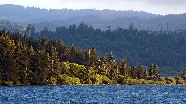 Forest and ocean in Harry A. Merlo State Recreation Area