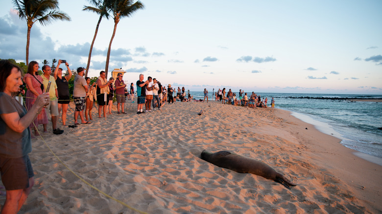 Monk seals sunbathing on Poipu Beach on Kauai, Hawaii