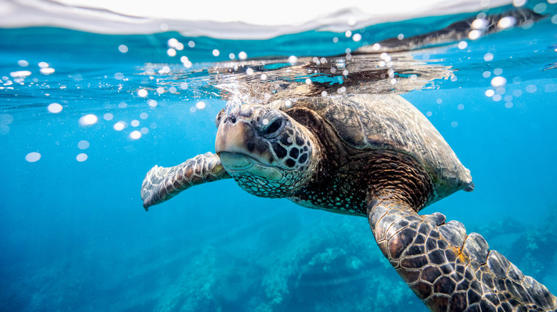 Sea turtle off the coast of Maui, Hawaii