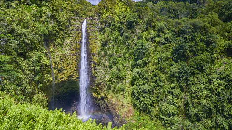Akaka falls and jungle in Hawaii