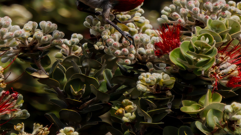 Vibrant red ʻapapane bird in Hawaii