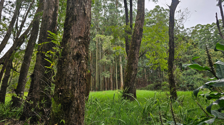 Tree canopy at Kalopa State Recreation Area