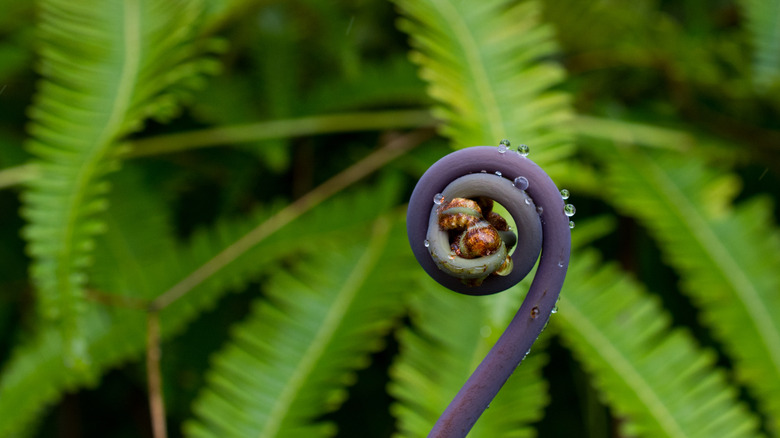 Native fern in Hawaii