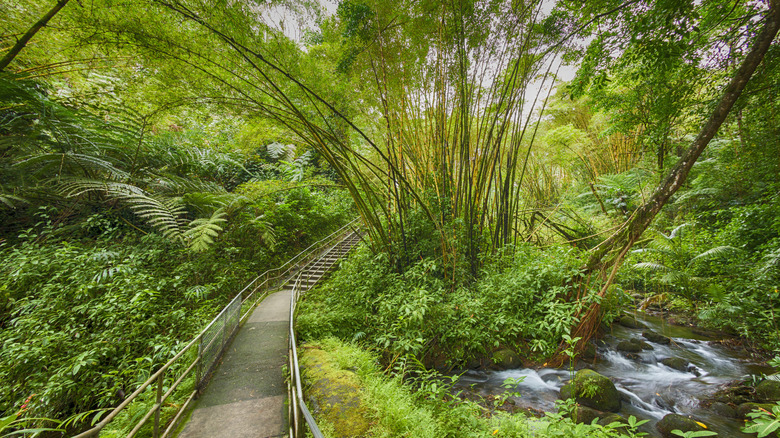 lush, green trail with a streem in akaka falls park, hawaii usa