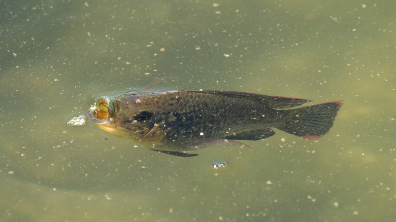 tilapia near the surface of the water