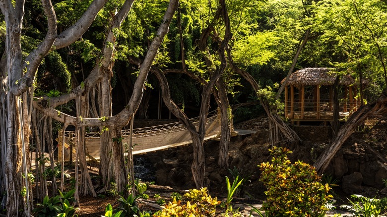 Rope bridge in the gardens at Mauna Kea Beach Hotel