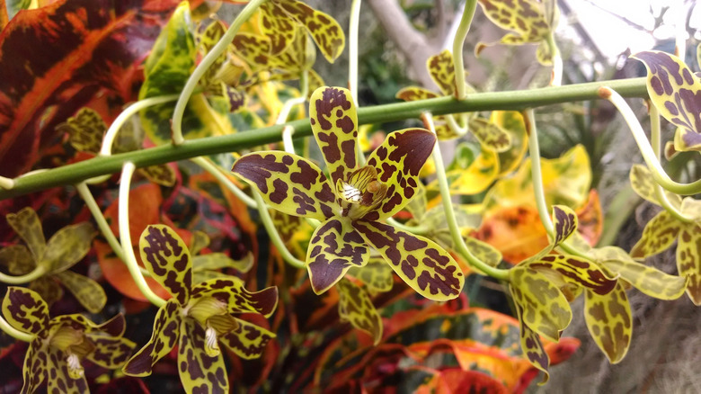 Unique orchids in Foster Botanical Gardens, Honolulu, O'ahu