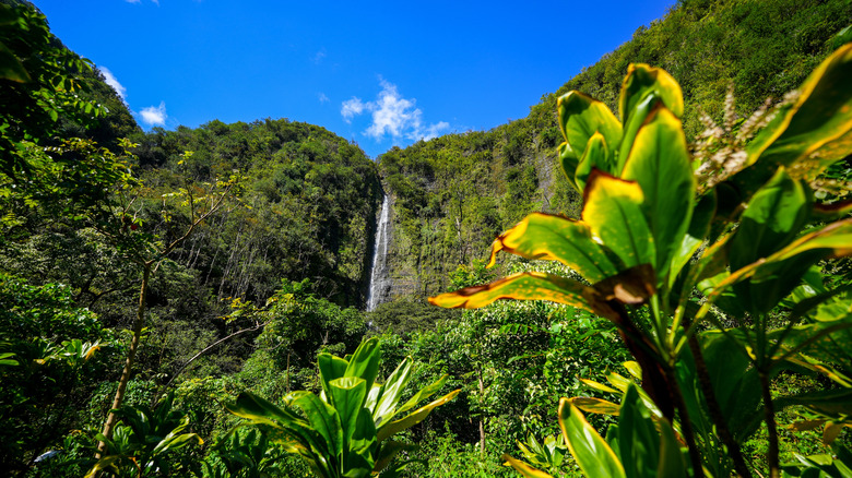 View of Waimoku Falls in Haleakalā National Park