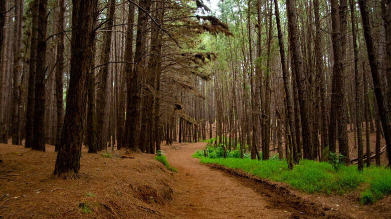 Waihou Spring Trail Loop forest trail in Maui, Hawaii