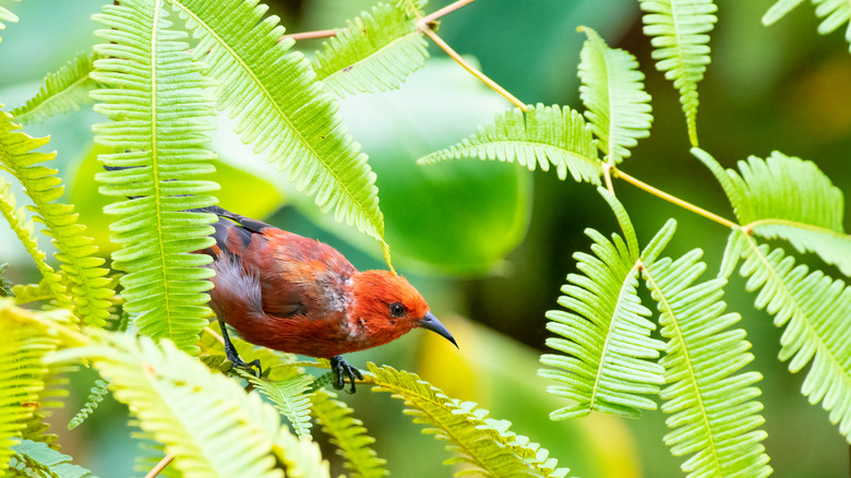 Honeycreeper bird perched on leaf