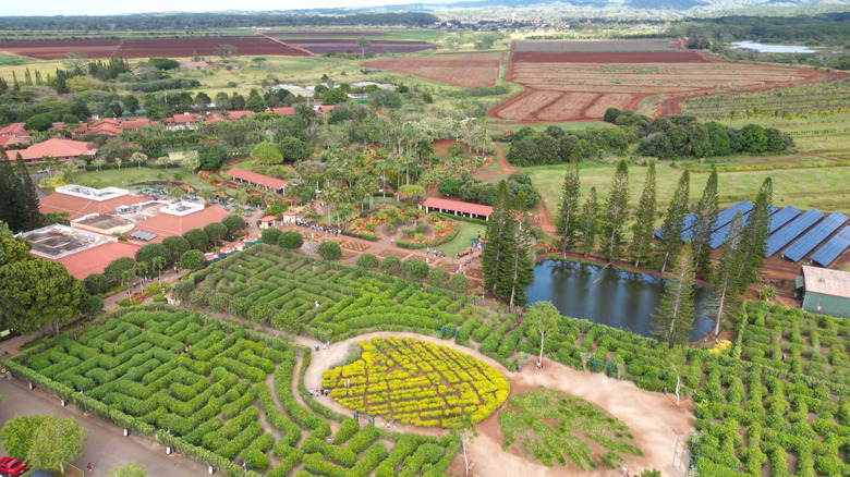 Maze at Dole Plantation in Hawaii
