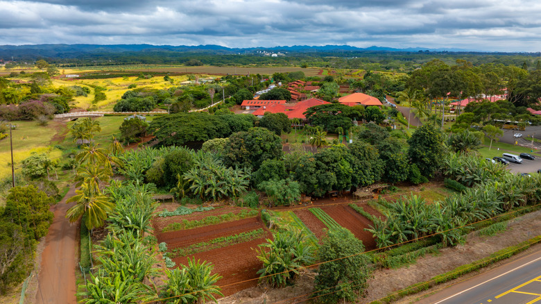 Aerial view of Dole Plantation on Oahu