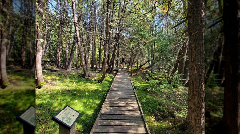 The bog boardwalk, surrounded by trees, at Hayes Lake State Park