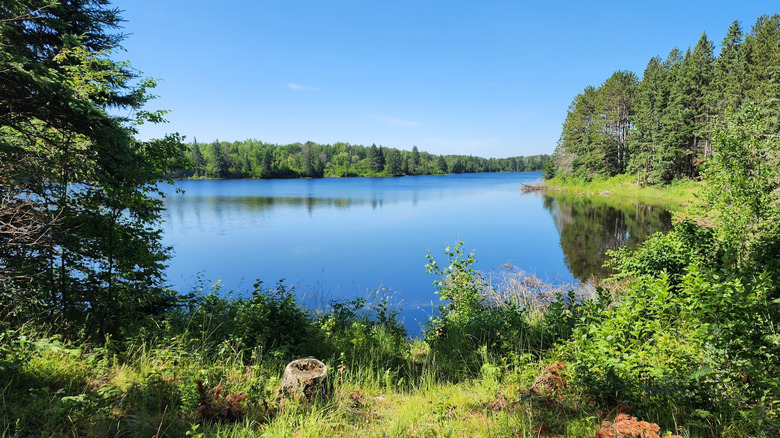 Trees surrounding the lake at Hayes Lake State Park in Minnesota