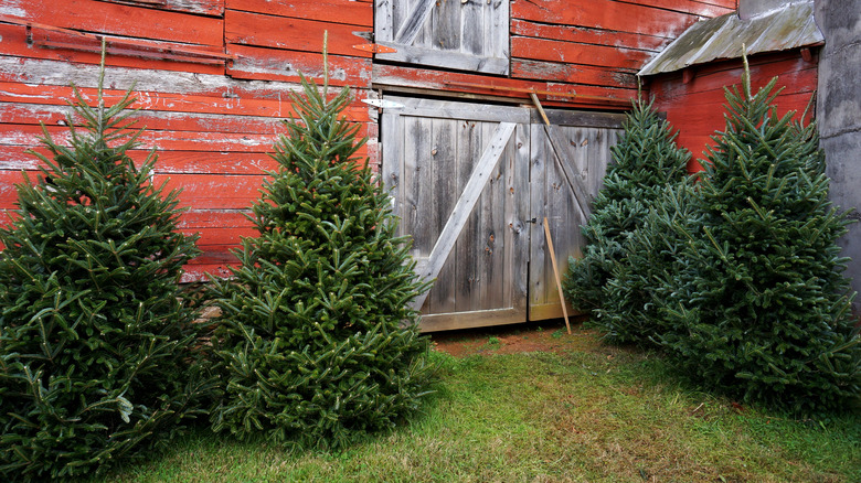 Fraser fir Christmas trees next to a red barn