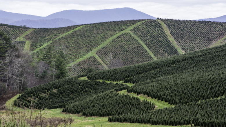 A Christmas tree farm on a hill in Boone, North Carolina