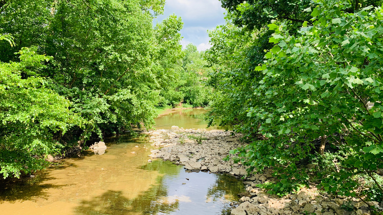 Trees and a creek in Hendersonville, Tennessee