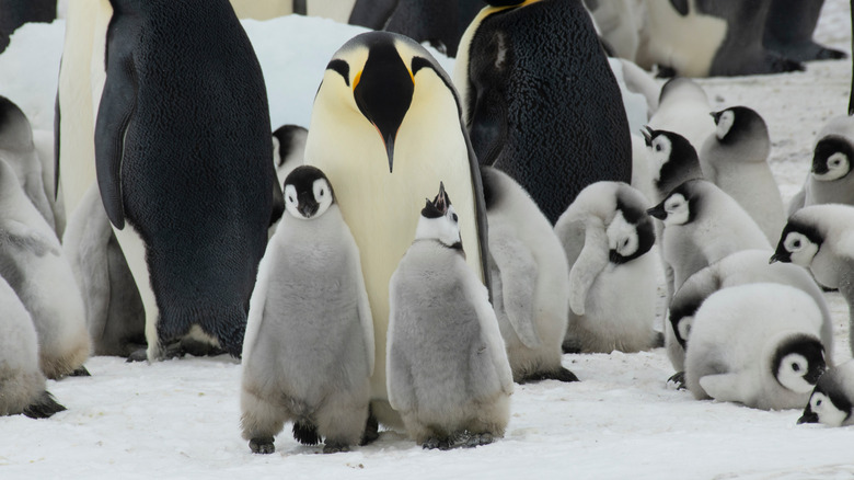 Emperor penguins waddle across Snow Hill Island