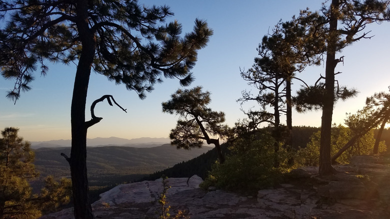Pine trees at sunset, mountain peaks in the distance, Mogollon Rim, Arizona