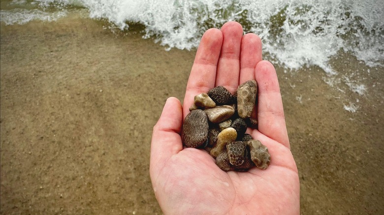 Hand holding several Petoskey stones at a beach
