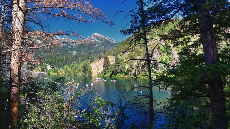 A view of the mountains through the forests around the Tibble Fork area