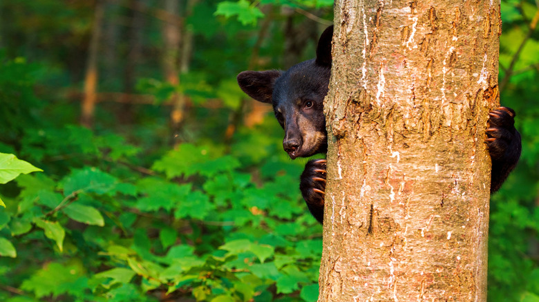 Black bear cub climbing tree in lush green Canadian forest