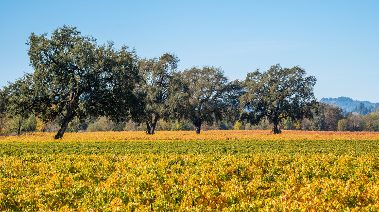 Trees in a vineyard in the Sacramento region of California
