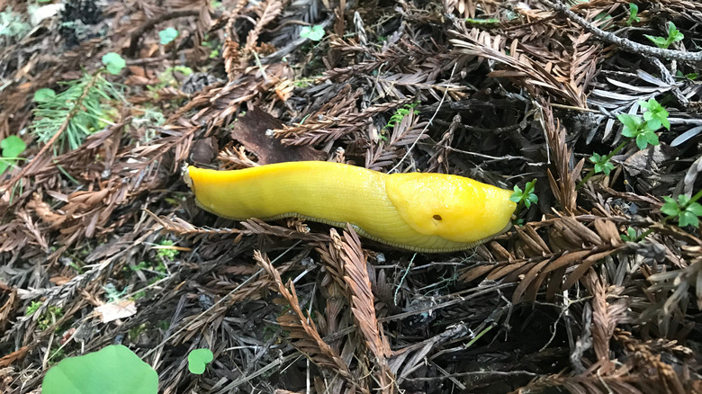 Banana slug on the forest floor in Purisima Creek Redwoods Preserve