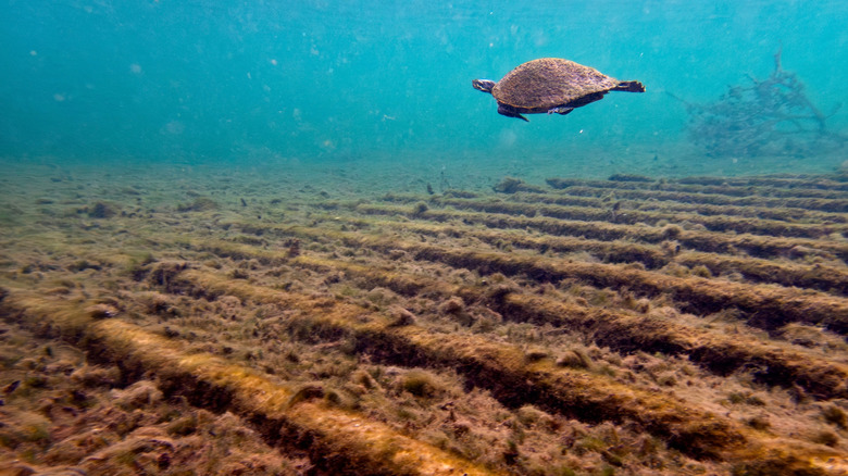 Turtle swims over the remains of the Madison shipwreck