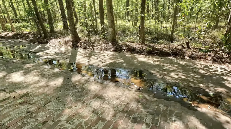 Remnants of an old brick road in Tillie K. Fowler Regional Park