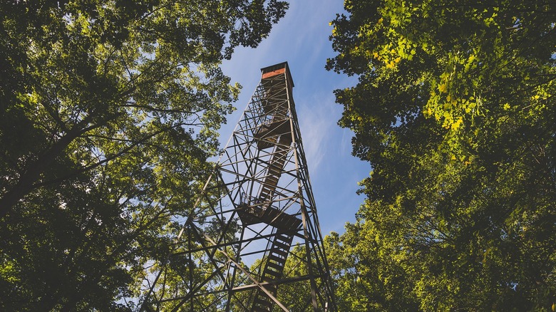 A fire tower amidst the canopy