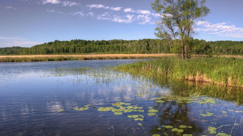 Lily pads and reeds by lakeshore