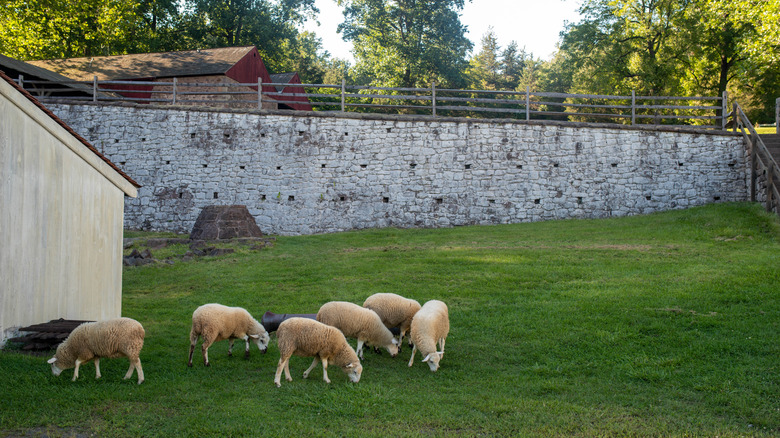 Sheep grazing on grass by a stone wall at Hopewell Furnace National Historic Site