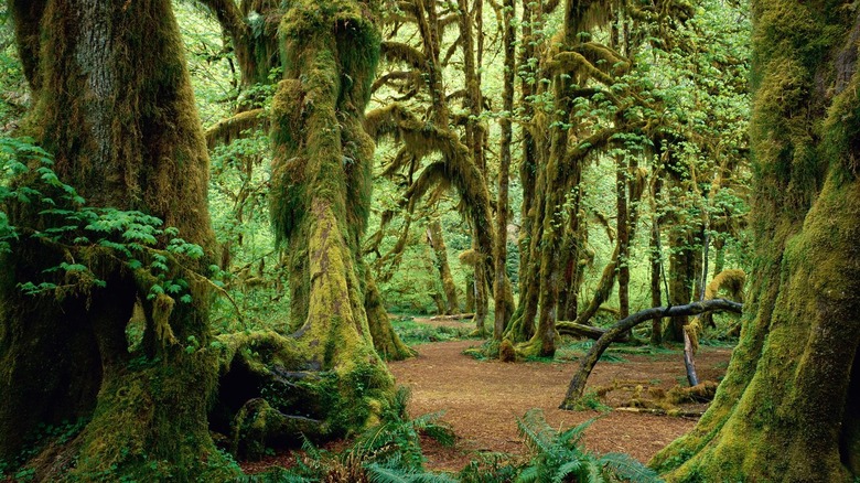 Walkway in the Quinault Rainforest with large, lush green trees surrounding the walkway on both sides, with moss flowing down and leaves covering branches