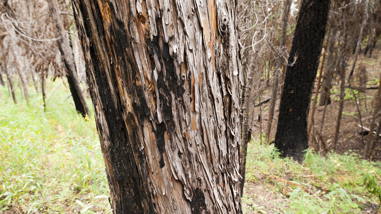 Alaska yellow cedar tree trunk in Cedar Grove Botanical Area
