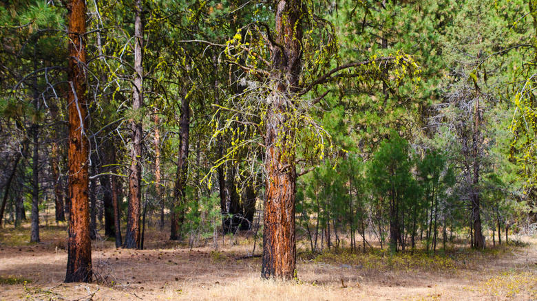 Trees along the highway at Malheur National Forest in Oregon