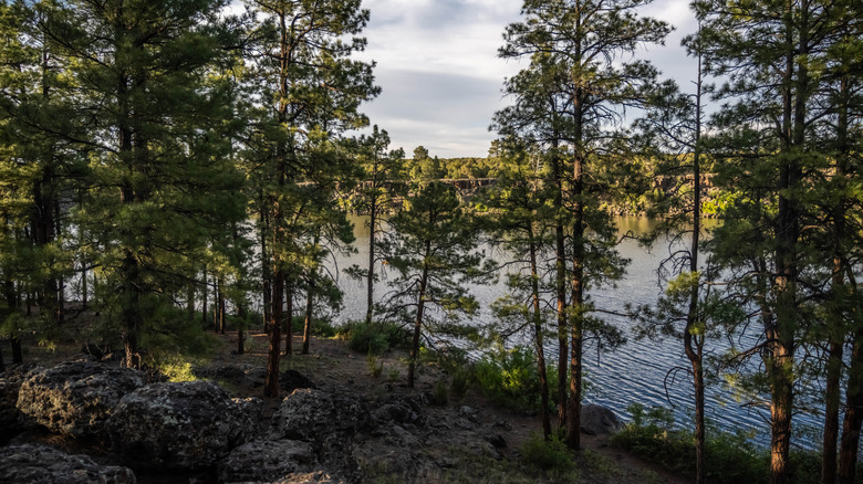 Evergreens surrounding lake near Show Low, Arizona