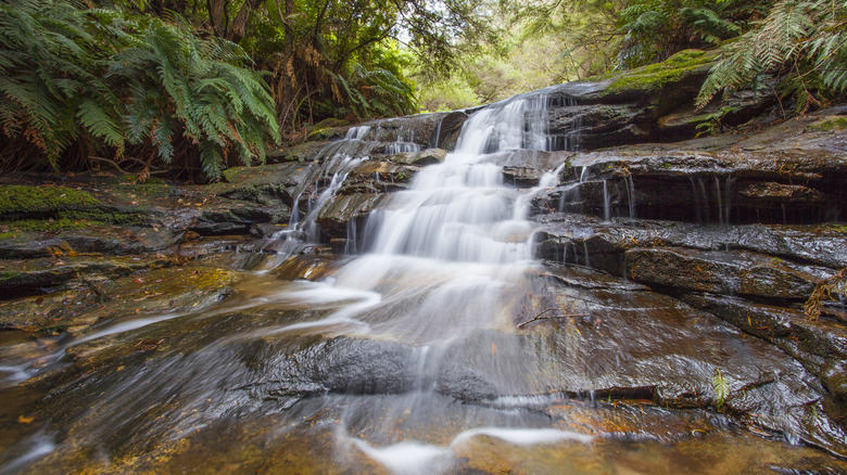 A small waterfall in a forest