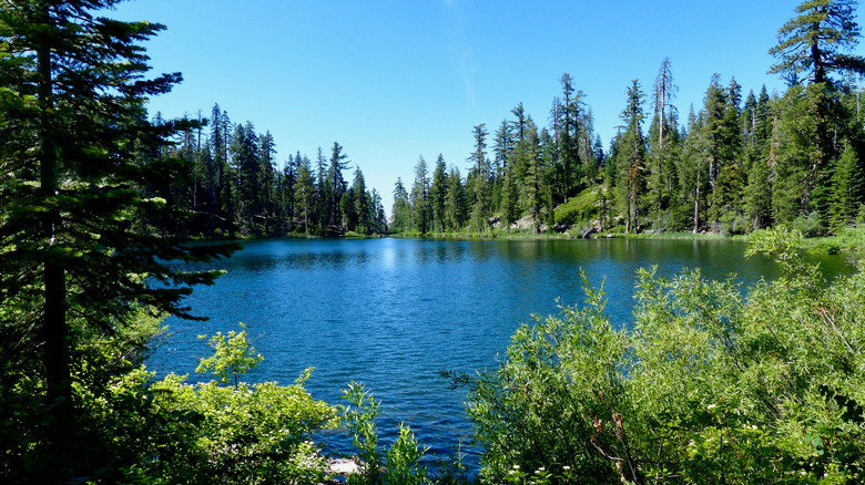 Deerheart Lake, surrounded by trees and shrubbery, in the Plumas National Forest