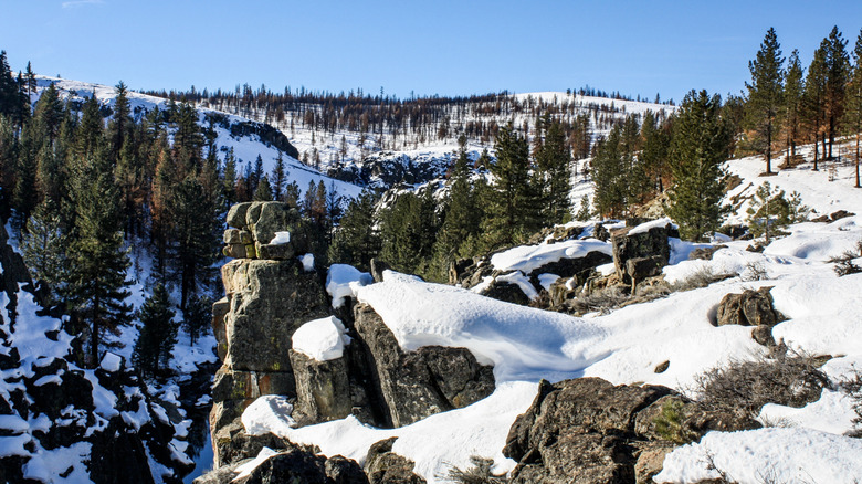 A portion of the Plumas National Forest covered in snow