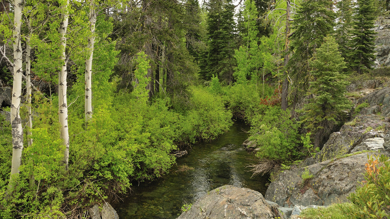 A creek running through the woods in the Plumas National Forest